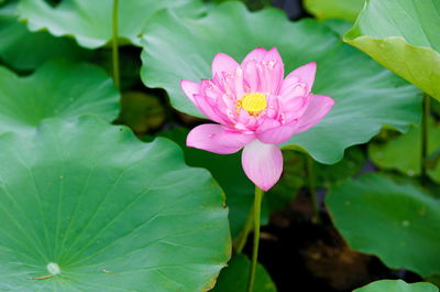 Close-up of lotus water lily in pond