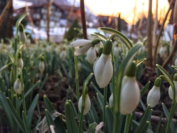 Close-up of white flowering plants on field