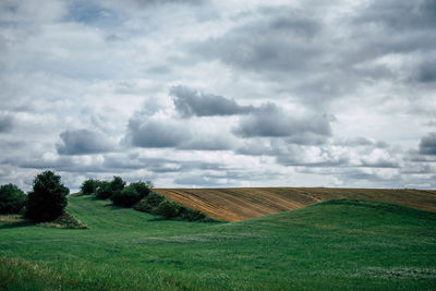 Scenic view of agricultural field against sky