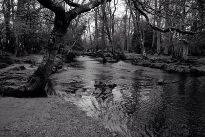 River passing through forest