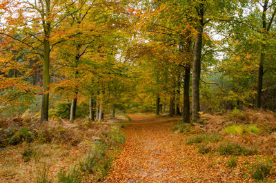 Trees in forest during autumn