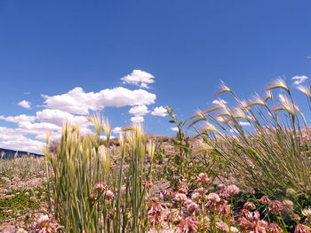 Plants growing on field against blue sky