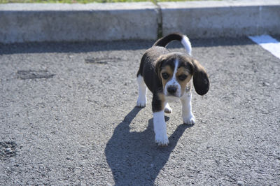 pet