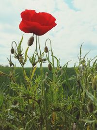 Close-up of red flowering plant on field against sky