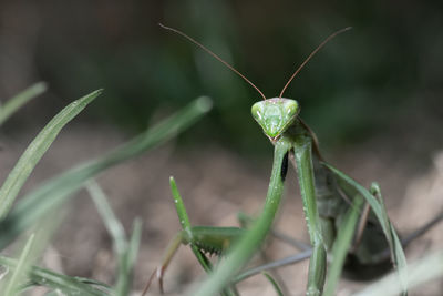 Mantis patiently posing and lurking. close up of insect in the nature