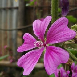 Close-up of pink flowers