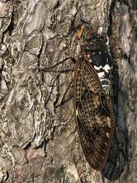 Close-up of dead tree trunk