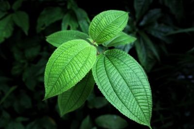 Close-up of green leaves