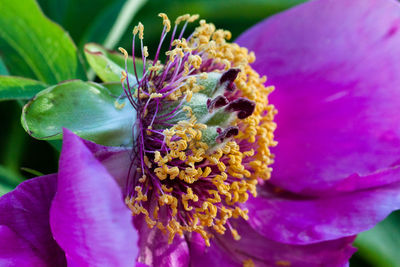 Close-up of insect on purple flower