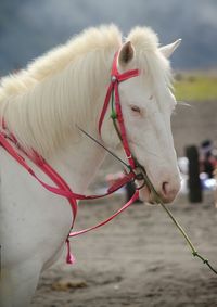 Horse in the bromo