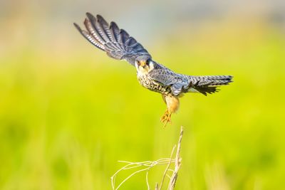 Close-up of bird flying