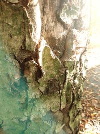 Close-up of lizard on tree trunk