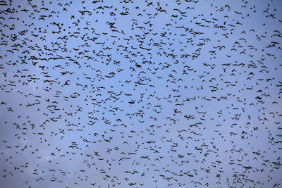 Low angle view of silhouette birds flying against clear blue sky