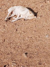 High angle view of dog sleeping on field