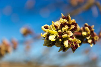 Close-up of yellow flowering plant