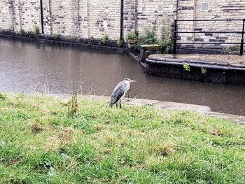 Gray heron perching on grass by lake