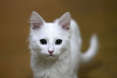 Close-up portrait of white cat