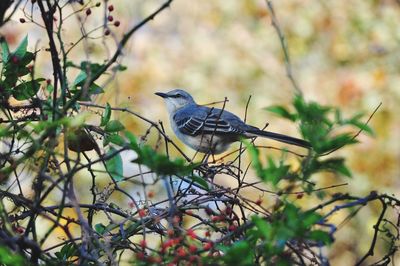 Bird perching on a tree