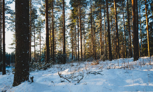 Trees in forest