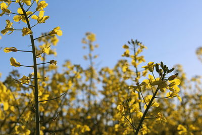 Low angle view of yellow flowering plant against sky