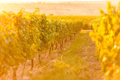 View of yellow flowering plants on field