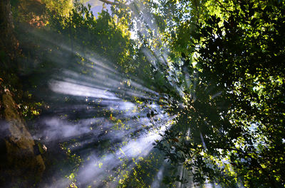 Low angle view of trees