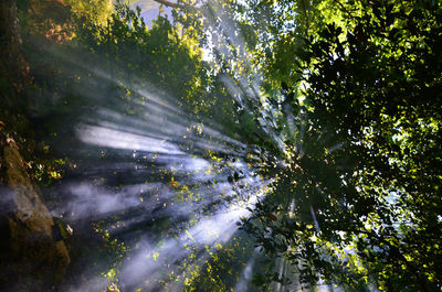 Low angle view of trees