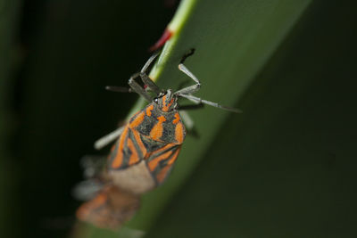 Close-up of butterfly