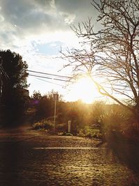 Sun shining through trees