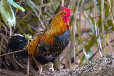 Close-up of rooster