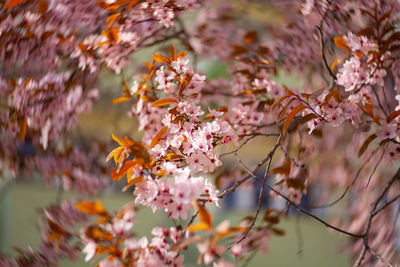 Close-up of pink cherry blossoms in spring