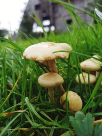 Close-up of mushrooms on grass