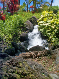 Stream flowing through rocks