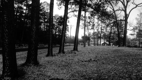 Trees on field in forest