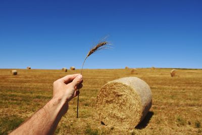 Cropped hand of man holding wheat crop against hay bales on field