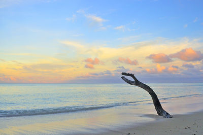 Bare tree at beach against cloudy sky at dusk