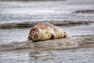 Baby seal lying on a sandbank