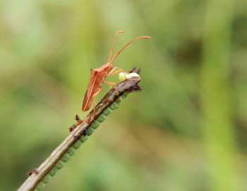 Close-up of ant on plant