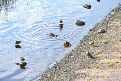 High angle view of ducks swimming in lake