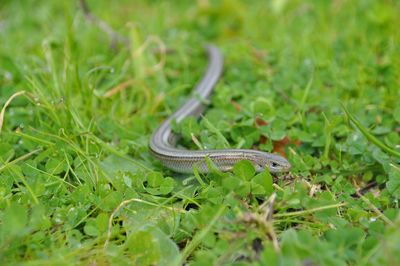Close-up of snake on field
