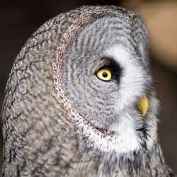Close-up portrait of owl