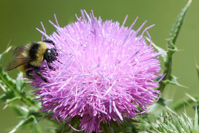 Close-up of bee pollinating on pink flower