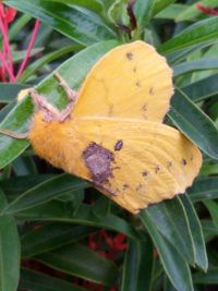 leaf