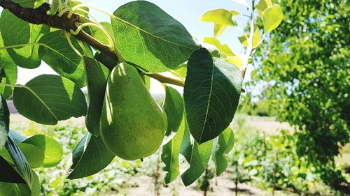 Close-up of fruit growing on tree