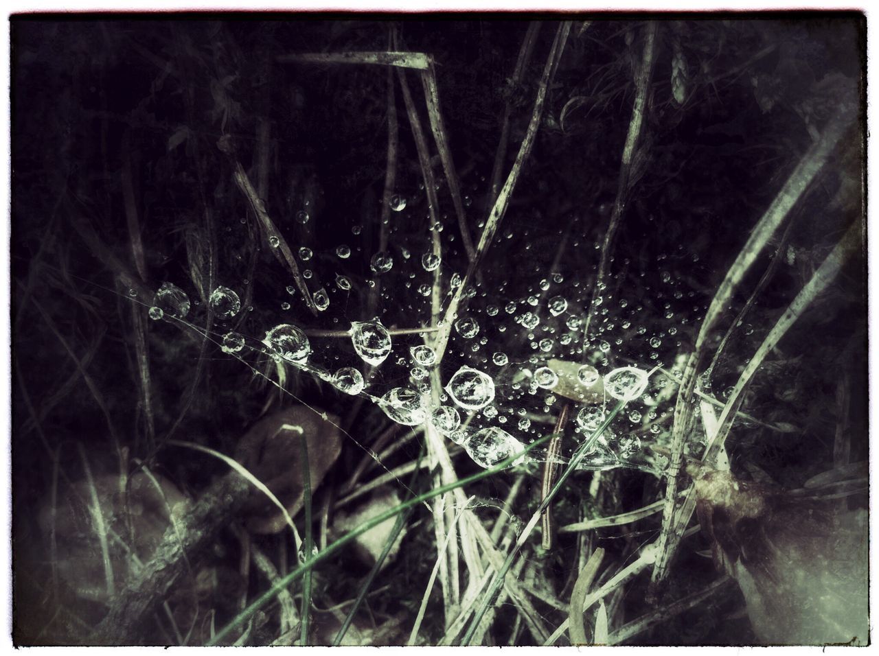 transfer print, water, auto post production filter, drop, close-up, grass, focus on foreground, wet, spider web, plant, nature, fragility, reflection, dew, no people, outdoors, selective focus, beauty in nature, purity, day