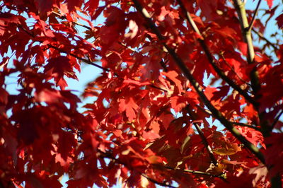 Low angle view of maple leaves on tree