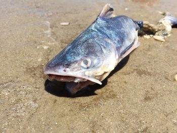 High angle view of dead fish at sandy beach