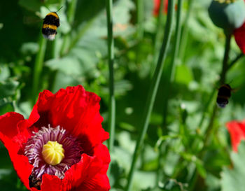 Close-up of insect on red poppy blooming outdoors