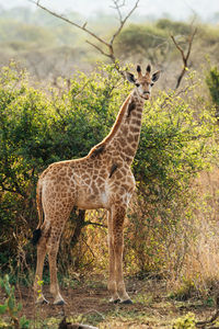 Giraffe standing in a forest