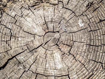 Full frame shot of cracked tree stump